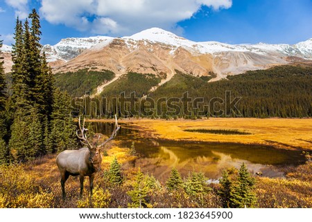 Canadian deer graze by the lake. Autumn Journey to the Rockies of Canada. Shallow lake overgrown with yellowed grass. Active, eco and photo tourism concept