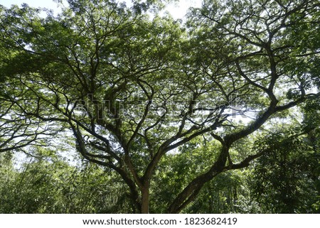 a large tree with leaves and branches towering