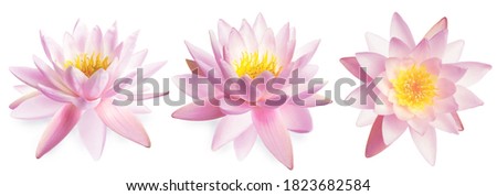 Set of beautiful lotus flowers on white background. Banner design  Royalty-Free Stock Photo #1823682584