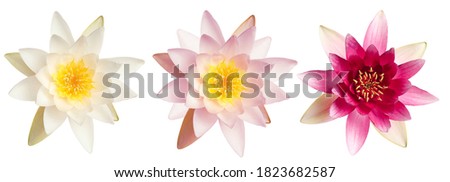 Set of beautiful lotus flowers on white background. Banner design 