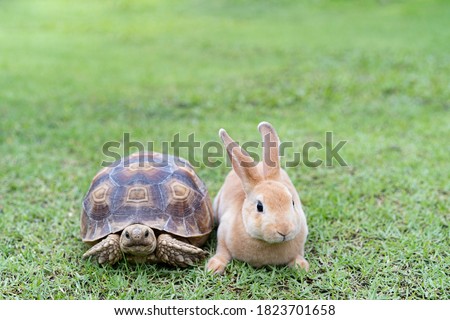 Rabbit on the turtle after completing the race at the garden in the morning. Royalty-Free Stock Photo #1823701658