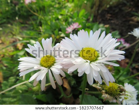 beautiful big white daisies in a summer garden captured on camera from close up
