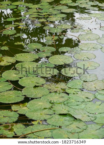 a picture of a beautiful pond 