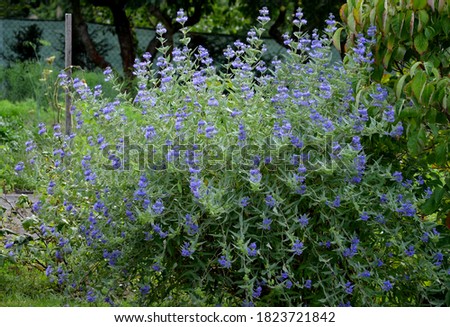 It is a lower woody shrub that offers late summer flowering of deep blue-violet color. The Heavenly Blue variety bears almost silver leaves from below. The flowers are small, as if hairy laths of blue Royalty-Free Stock Photo #1823721842