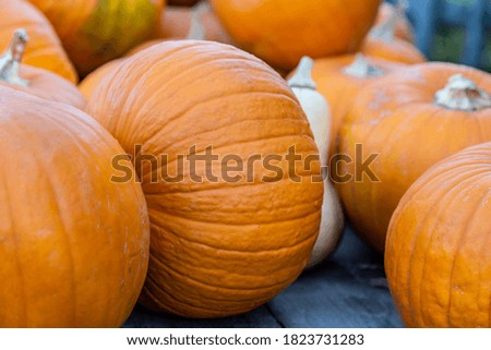 very many orange pumpkins lie on a heap of straw