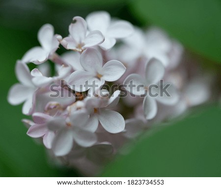 Light pink lilac flowers at park on spring season.
