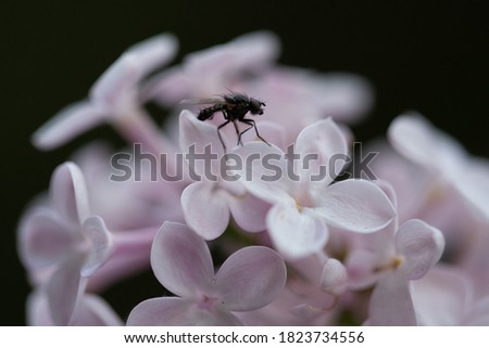 Black very small fly on a flowering pink lilac bush.