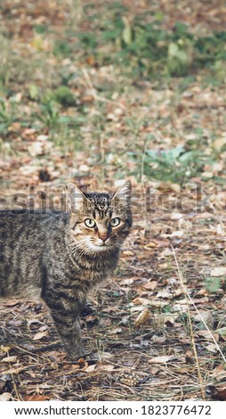 Close up picture of cat with big green eyes looking at camera in the garden. Domestic animal scared about street. Wallpaper with beautiful portrait of cat outdoor in autumn time.
