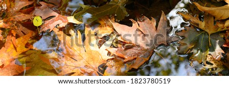 wet fallen autumn maple leaves in the water. banner