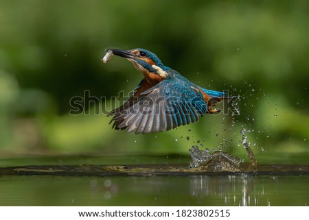 Common European Kingfisher (Alcedo atthis). Kingfisher flying after emerging from water with caught fish prey in beak on green natural background. Kingfisher caught a small fish Royalty-Free Stock Photo #1823802515