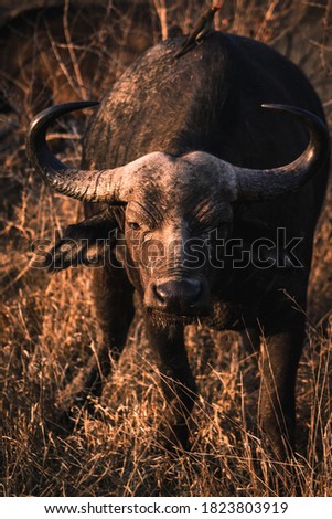 early morning picture of African buffalo