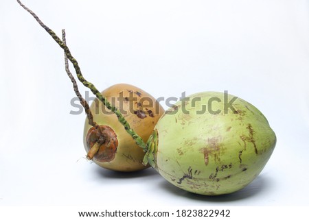 green coconut with black patches on the skin. old coconut isolated on white background. two fresh ripe coconuts