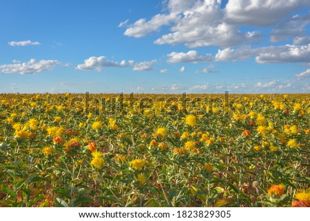 Safflower field, many safflower, field of yellow prickly flowers, Carthamus tinctoriu Royalty-Free Stock Photo #1823829305