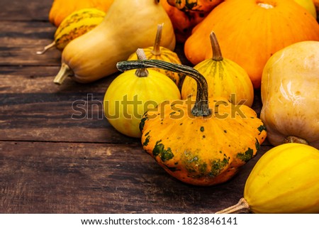 Harvest of various ripe pumpkins. Colorful festive background, Thanksgiving or Halloween Day. Old wooden boards background, copy space