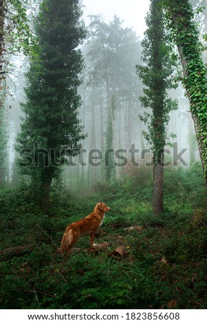 red dog in foggy forest. Nova Scotia Duck Tolling Retriever in nature. 