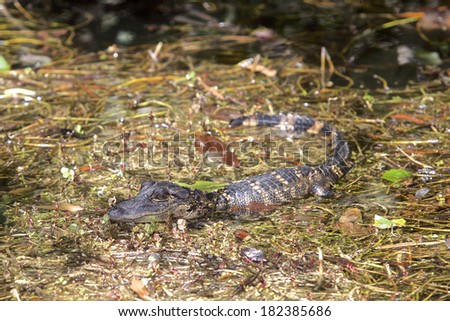 Everglades Baby Alligator