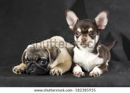chihuahua and pug on a gray background