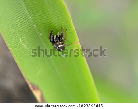 The beautiful jumping spider on the leaves isolated with blur background. Selective focus or defocused.
