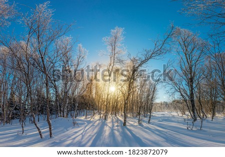 Calm Winter forest landscape - trees covered snow and golden sunlight, big size