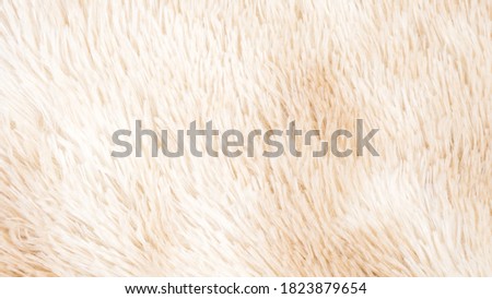 Background picture of a soft fur white carpet. 
wool sheep fleece closeup texture background. 
Fake color beige fur fabric.
 top view. 