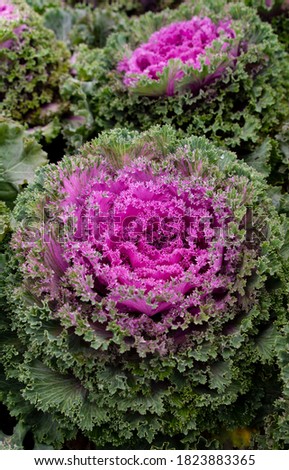 Ornamental cabbage, with a bright purple center and green leaves.
 Royalty-Free Stock Photo #1823883365