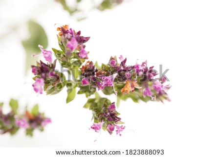 oregano flowers on white background