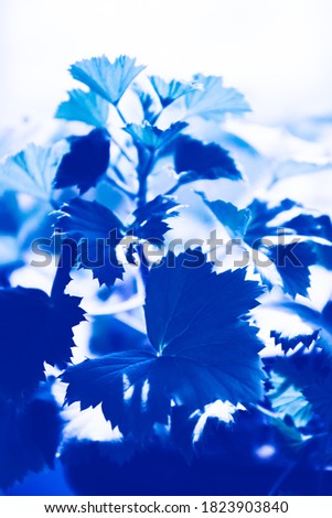 
Classic Blue Pantone color Leafs in garden background. Light spots from the sun on the leaves of the plant. Modern art photography. Beautiful cosmos flowers blooming in garden