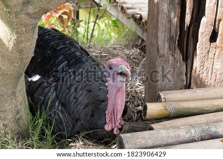 Turkey is a flightless bird belonging to the pheasant and quail family. (Phasianidae)