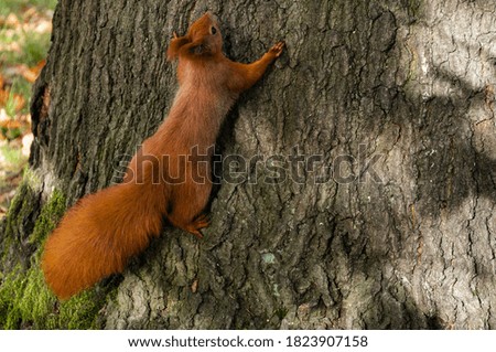 Beautiful squirrel playing on a tree, sguirrel portrait 