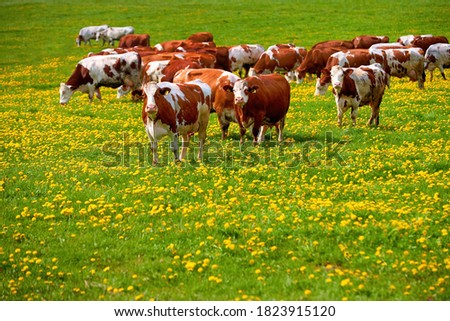 Herd of brown and white cows in a spring meadow covered with yellow flowers. Spring theme, farming and nature.