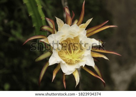 Dragon fruit flower in bloom