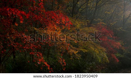 Autumn leaves in Maisan, Korea