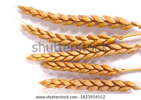 a bright closeup of a bunch of golden ripe dinkel hulled wheat Spelt  (Triticum spelta dicoccum) rye grain relict crop health food ready for harvest isolated on white Royalty-Free Stock Photo #1823954552