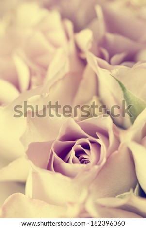 Vintage photo of beautiful roses