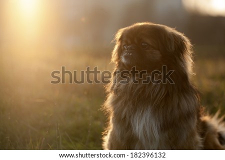 Pekingese dog in sunset