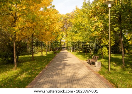 Path in city park autumn yellow trees botanical garden