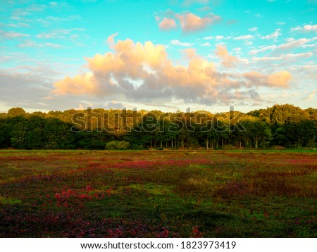 Colorful cranberry bog autumn landscape with dramatic cloudscape on turquoise and blue sky backgrounds on Cape Cod in Massachusetts Royalty-Free Stock Photo #1823973419