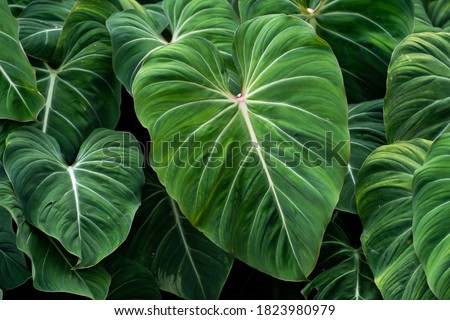Philodendron Gloriosum growing wild in the rain forest. Green velvet, white vein,  heart shape, rainforest foliage, huge leaf. Suitable for indoor plant. 
 Royalty-Free Stock Photo #1823980979