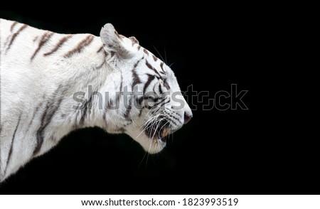 Side Close up view of a white Bengal tiger (Panthera tigris tigris) - isolated on black background