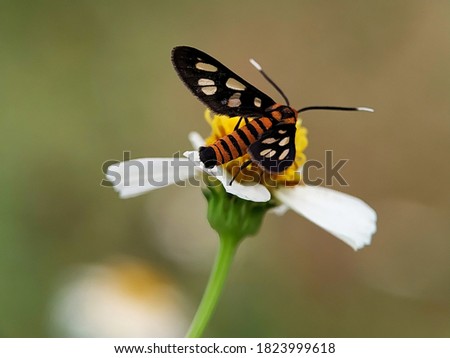 This is a photo of a tiger moth in a flower