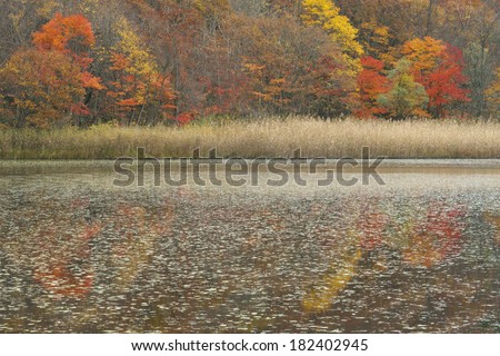 Swamp of late autumn