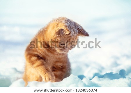 Portrait of a little funny kitten, sits on the snow in winter. The kitten plays with snow