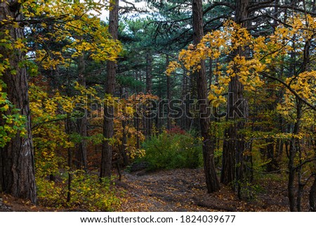 Autumn mixed forest. Forest of deciduous and pine trees. Yellow, orange, green, red shades of foliage. Dense impenetrable forest. Tall tree trunks. Autumn natural background. Royalty-Free Stock Photo #1824039677