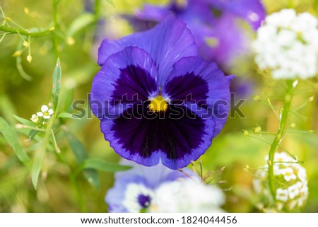 Blue pansy flower on a flower bed in the garden