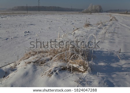 Snow-covered field, dry grass on arable land, winter in Belarus. January 18, 2018.