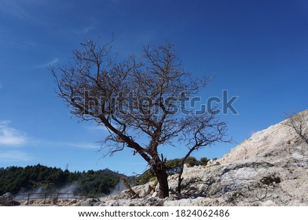 Beautiful tree and branch photography under blue sky, Sikidang crater tour, Wonosobo. Indonesia