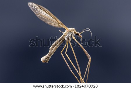 Macro picture of a Crane fly sometimes known as mosquito hawks or daddy longlegs isolated on a dark background