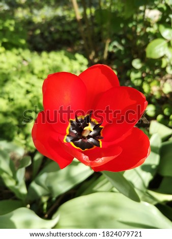 Macro picture of Red Tulip