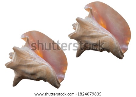 Bahama Queen shells on white background