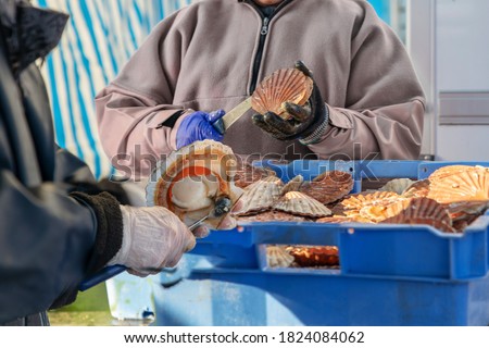 Women open and clean scallops for sale at the Fair of Herring and scallop shell. Royalty-Free Stock Photo #1824084062